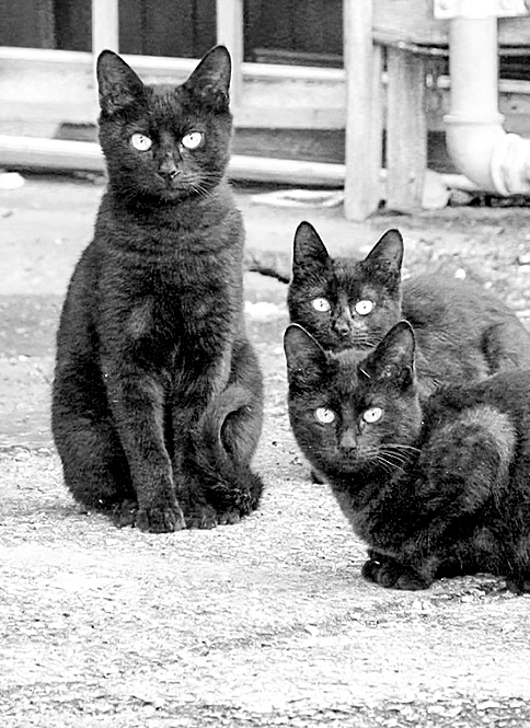 edited black cat image. 3 black cats with bright eyes