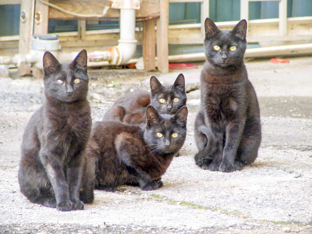 4 black cats photo unedited blown out